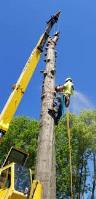 Tulsa Tree Service And Removal image 1